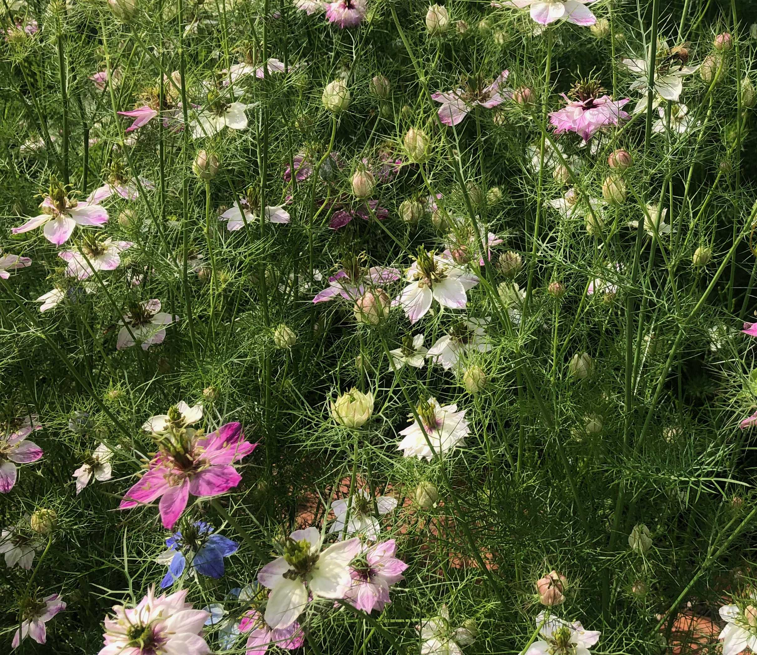 Meadow Farm Flowers